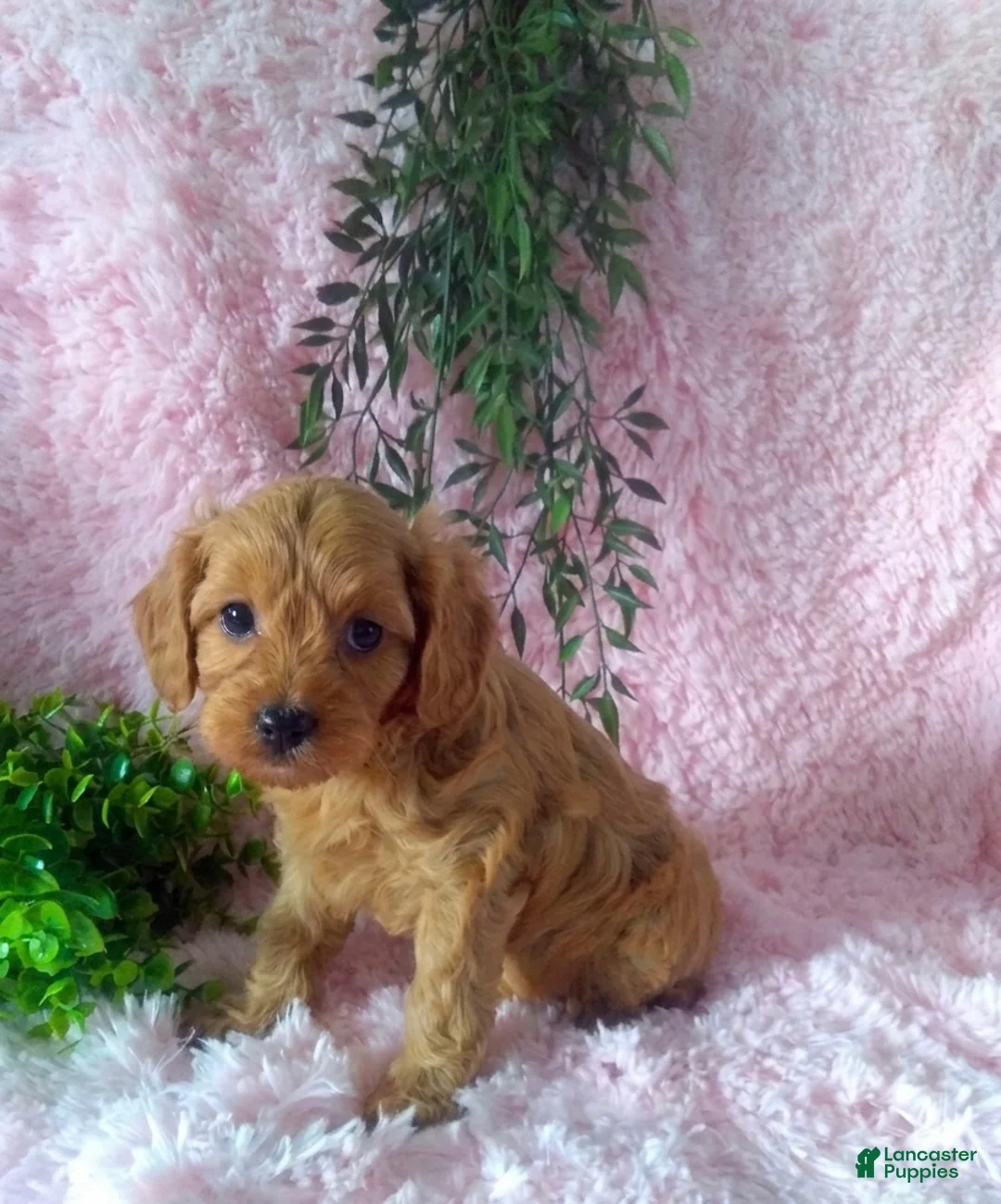 Cavapoo dogs for sale: Cavapoo Girl 1 - Ad 4