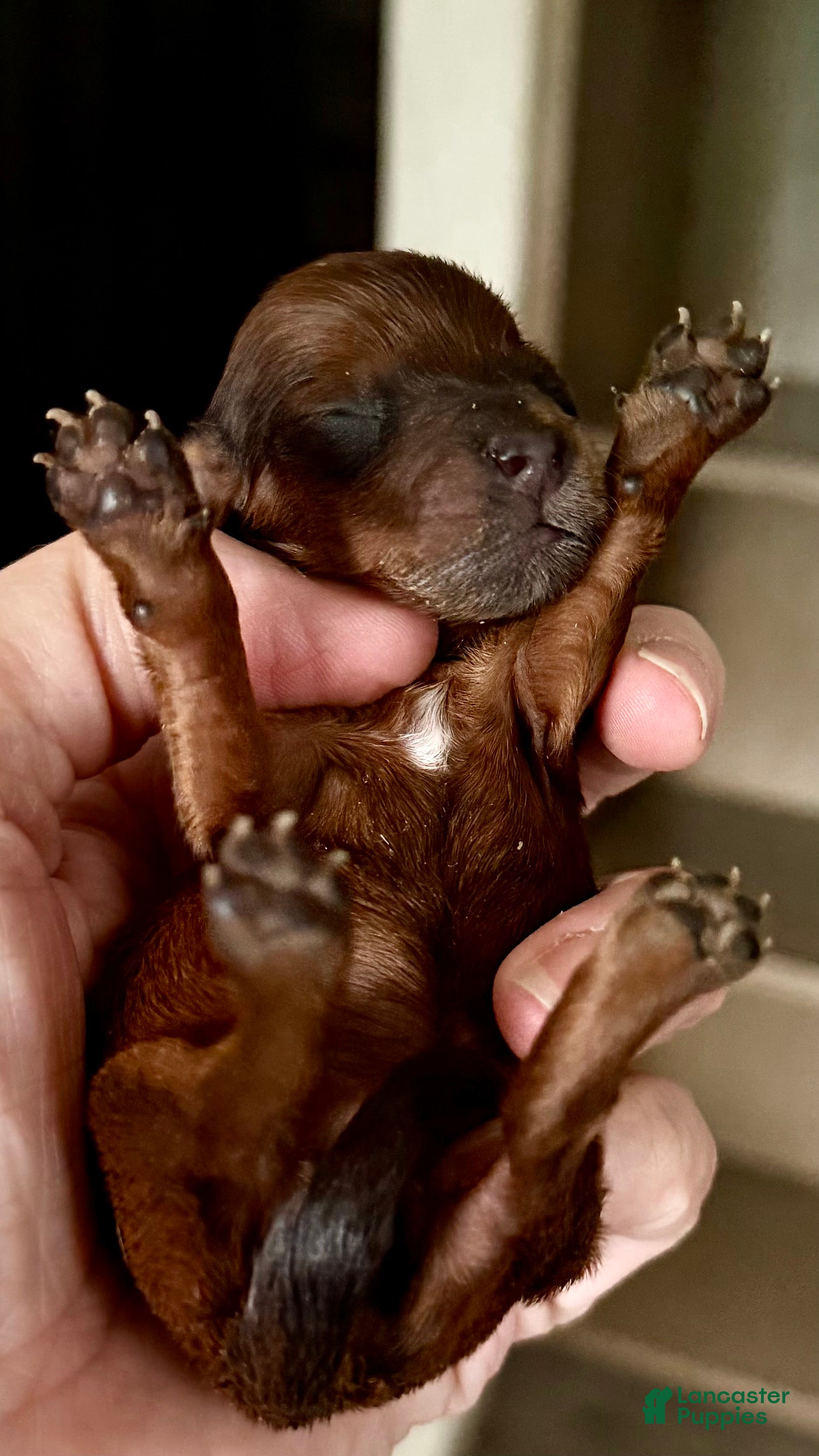 Miniature Dachshund dogs Midge-ACA Longhaired Miniature Dachshund-Small Parents (Sire AKC/Embark Tested-PRA clear) - Ad 11