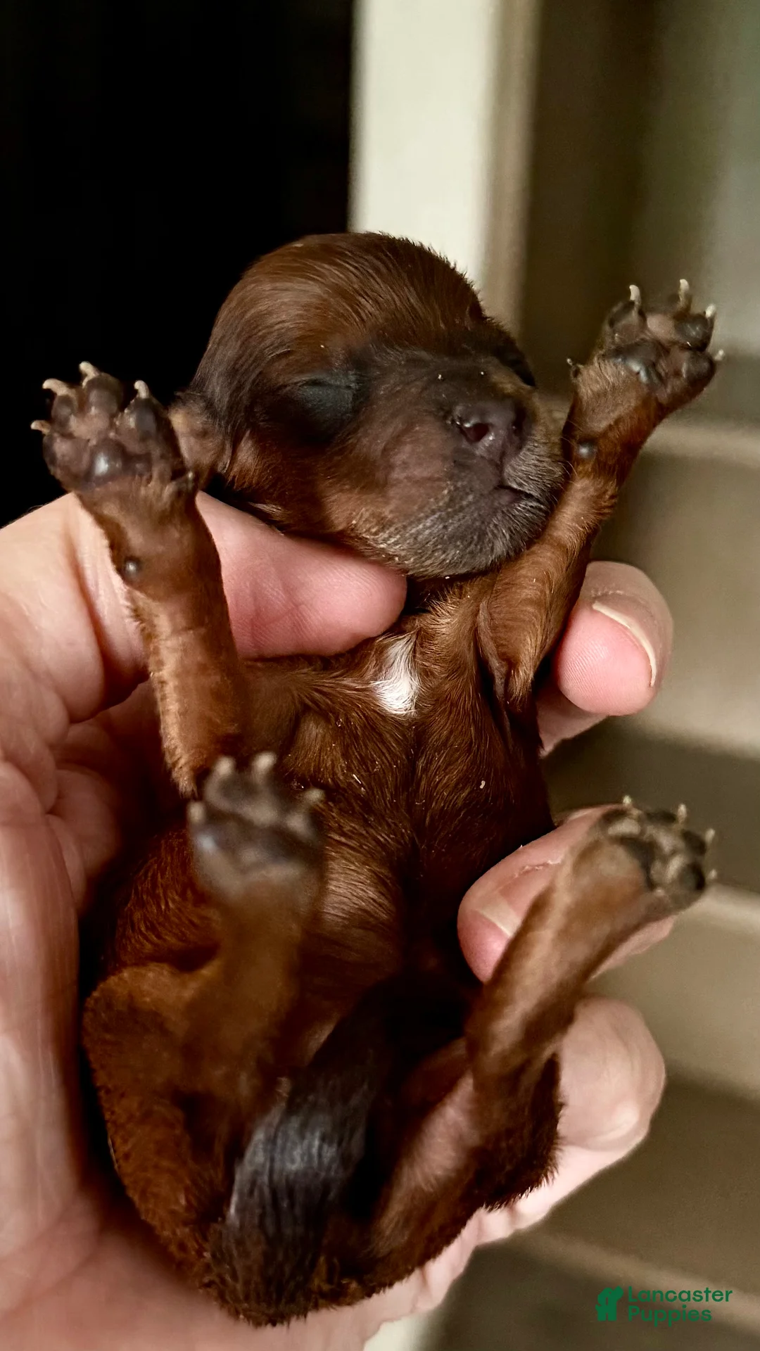 Miniature Dachshund dogs for sale: Midge-ACA Longhaired Miniature Dachshund-Small Parents (Sire AKC/Embark Tested-PRA clear) - Ad 1