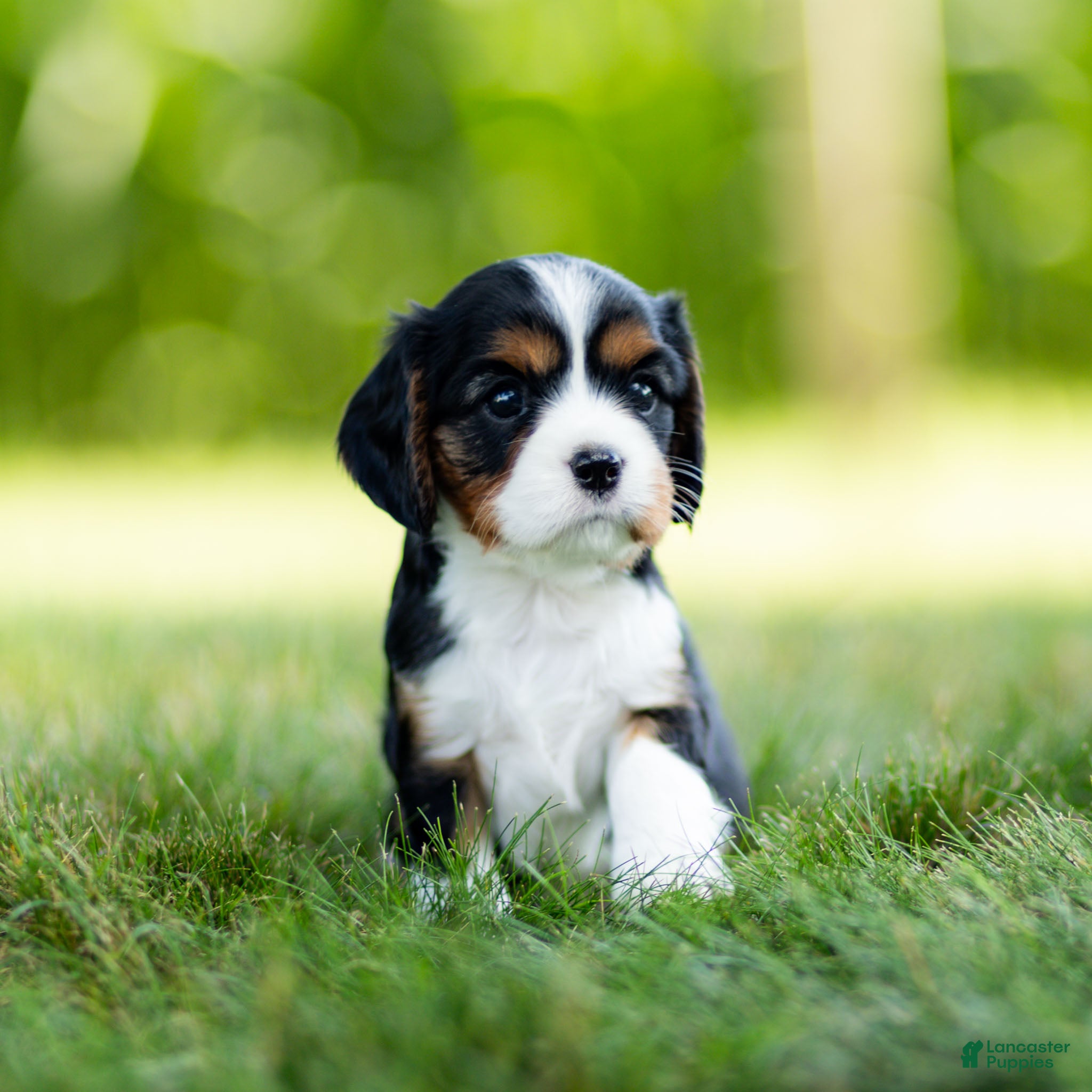 Cavalier King Charles Spaniel dogs Darcy Cavalier King Charles Spaniel  - Ad 2