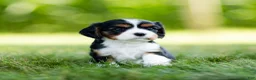 Cavalier King Charles Spaniel dogs for sale: Darcy Cavalier King Charles Spaniel  - Ad 2