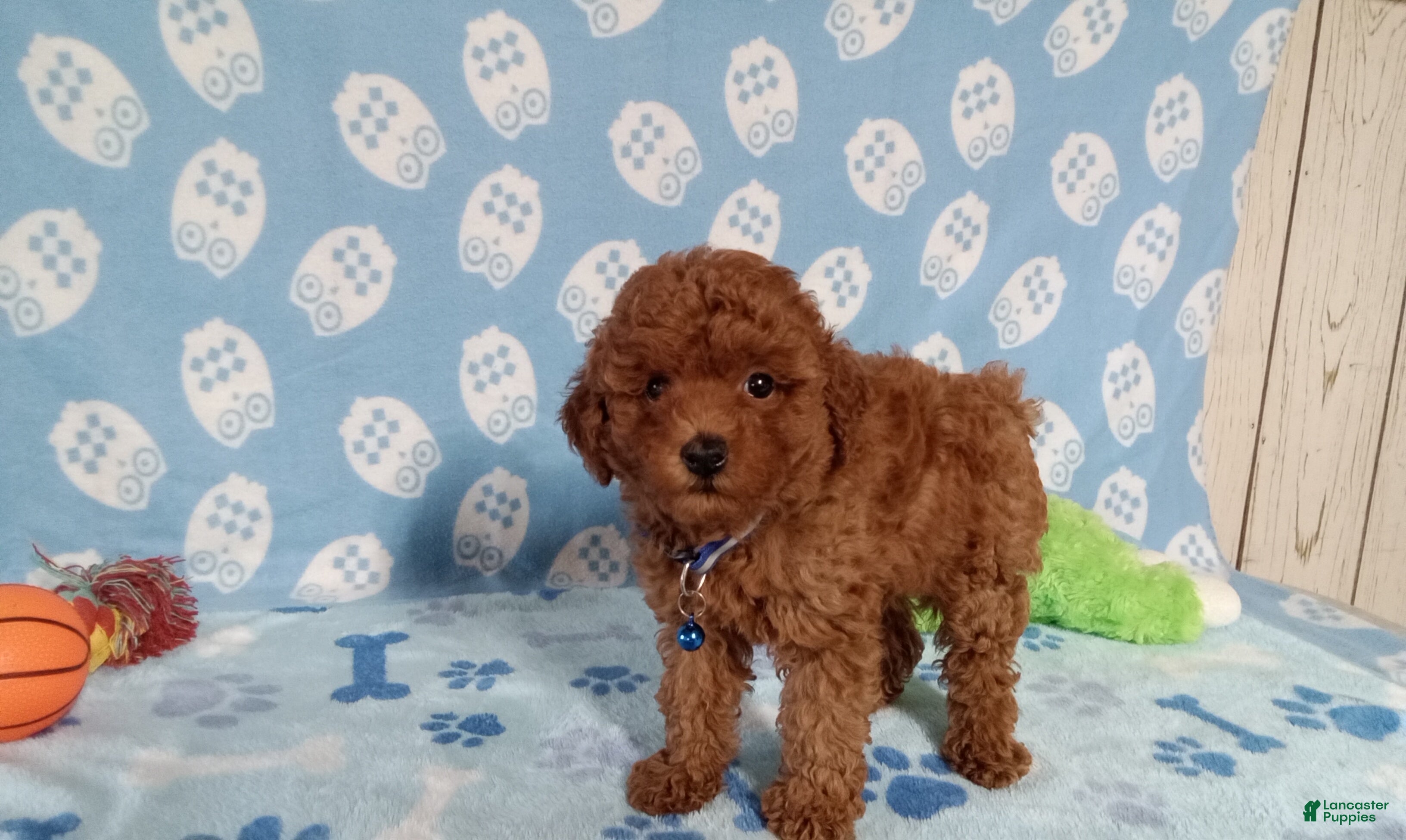 Toy Poodle dogs Toy Poodle 1 - Ad 2