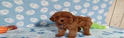 Toy Poodle dogs for sale: Toy Poodle 1 - Ad 2
