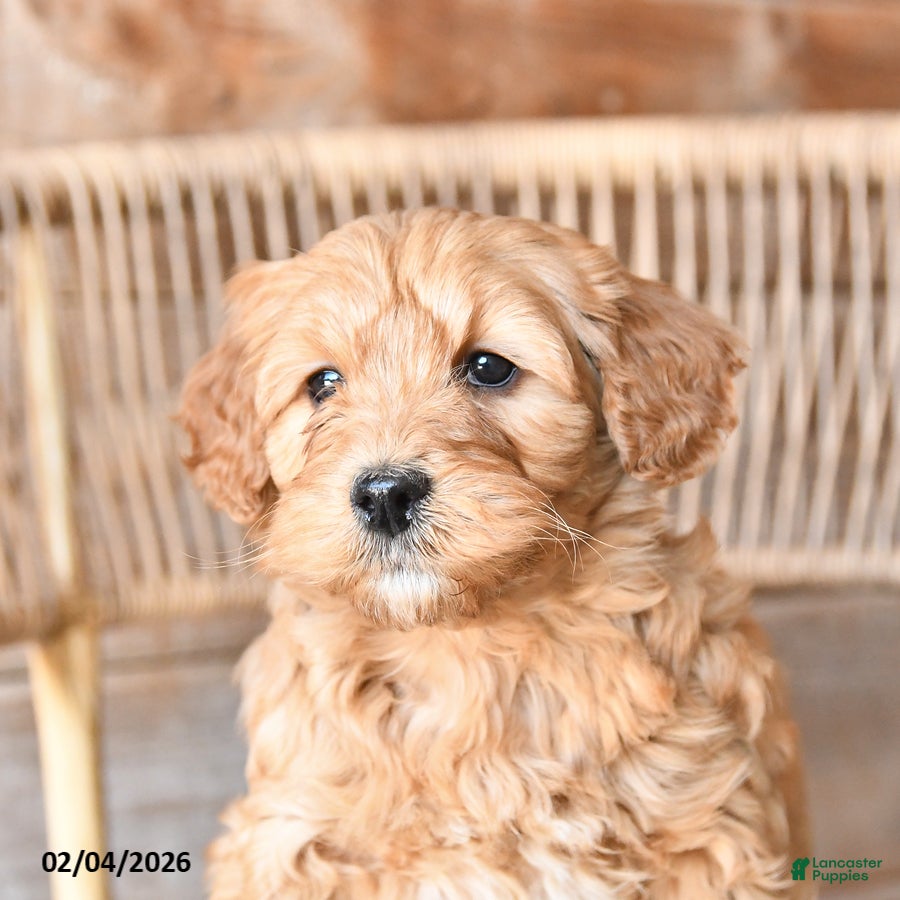 Mini Bernedoodle dogs Pixie - Ad 2