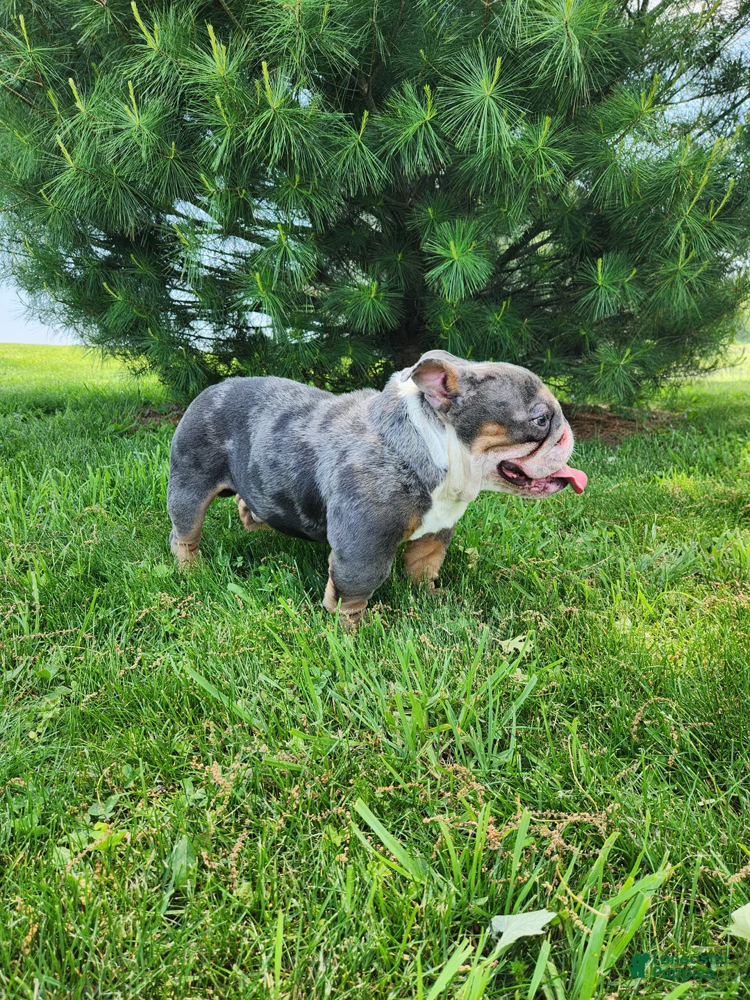 English Bulldog dogs for sale: Kobe Mini English  - Ad 1