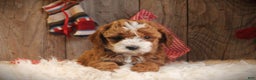 Cavapoo dogs for sale: Tara - Ad 1