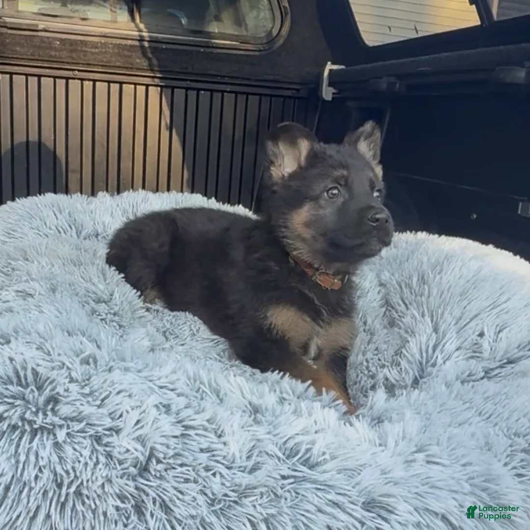 German Shepherd dogs for sale: TIO - Ad 2