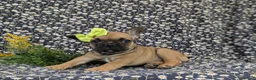 French Bulldog dogs for sale: Rhianna - Ad 7