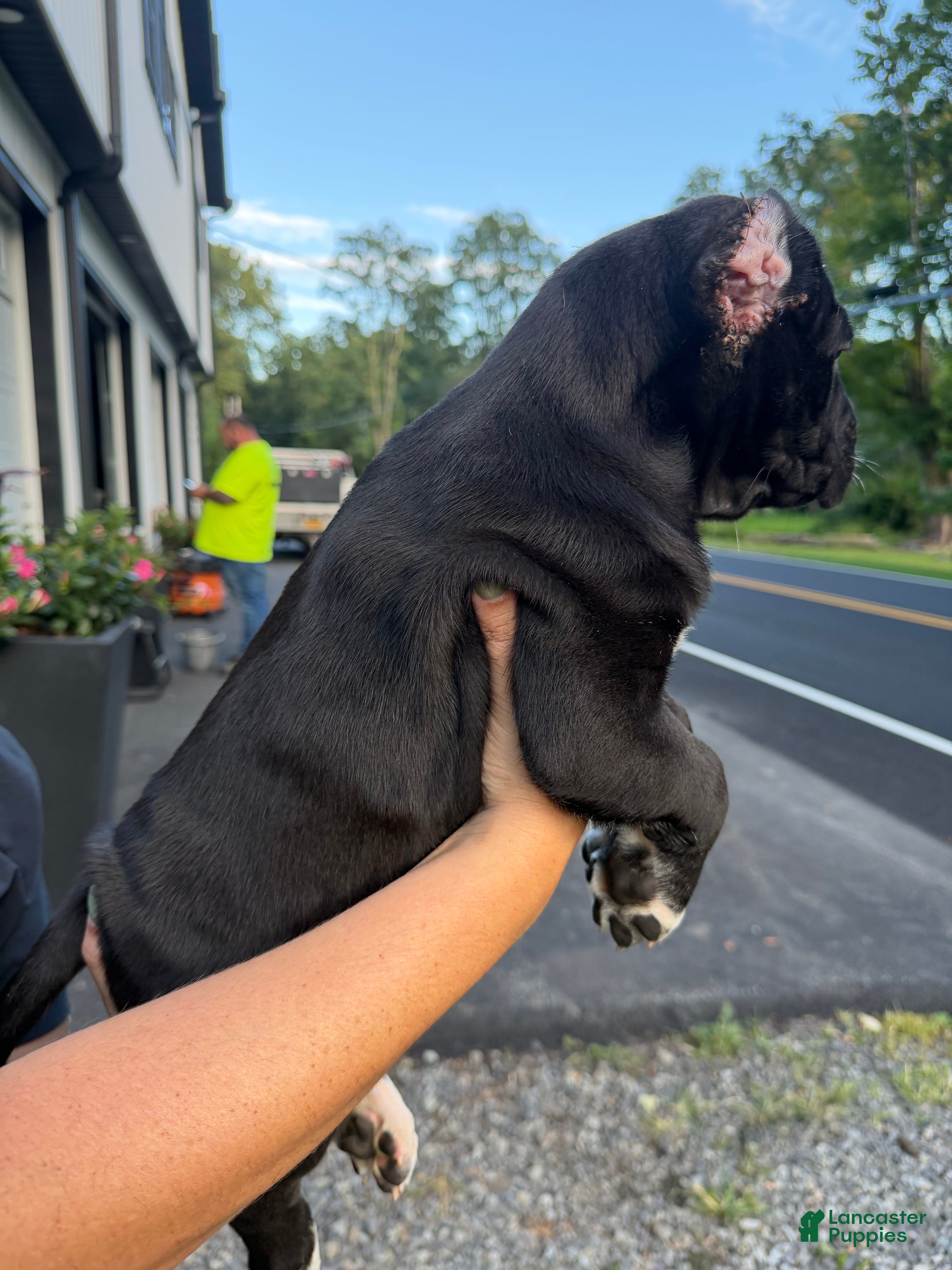 Cane Corso dogs Pablo - Ad 2