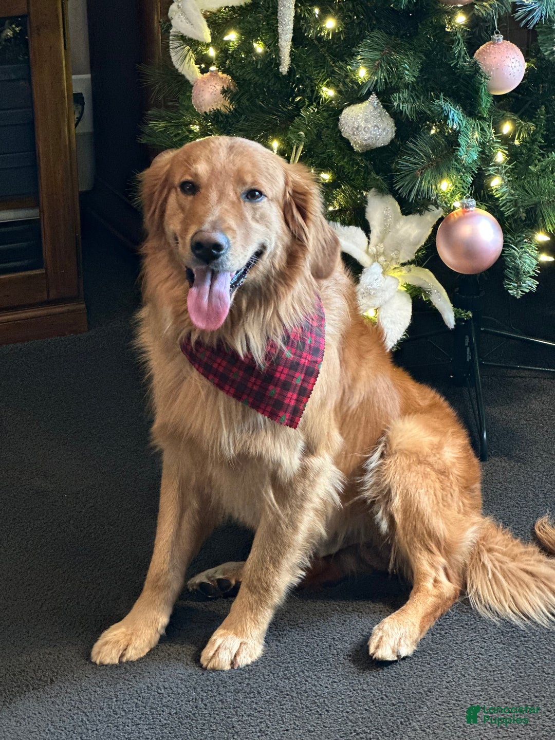 Golden Retriever dogs for sale: Golden Retriever Dark Pink Girl - Ad 49