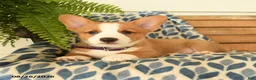 Welsh Corgi Pembroke dogs for sale: Dylan - Ad 4