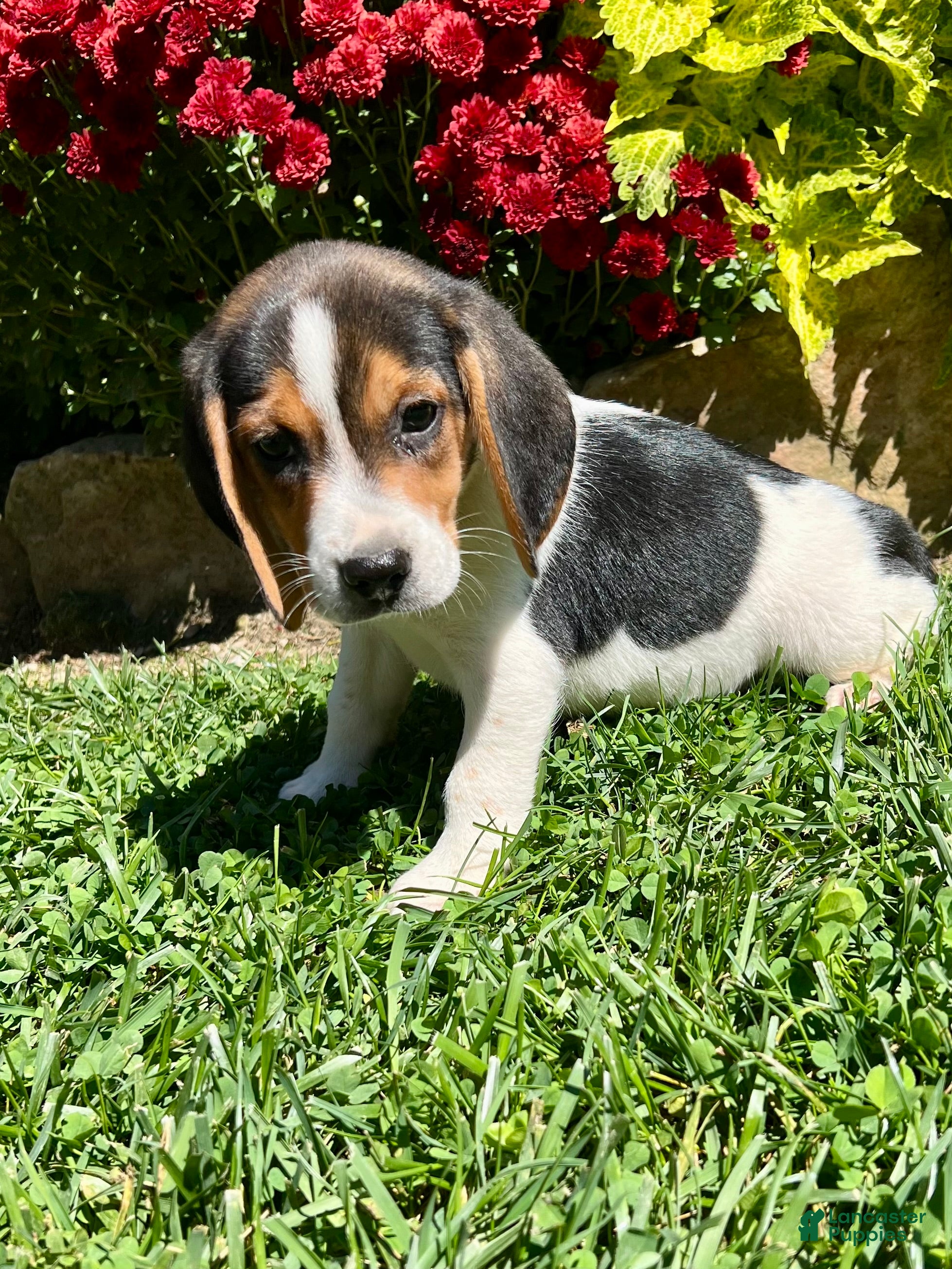 Beagle dogs Bandit - Ad 2