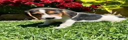 Beagle dogs for sale: Bandit - Ad 2