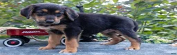 German Shepherd dogs for sale: Jayna - Ad 2