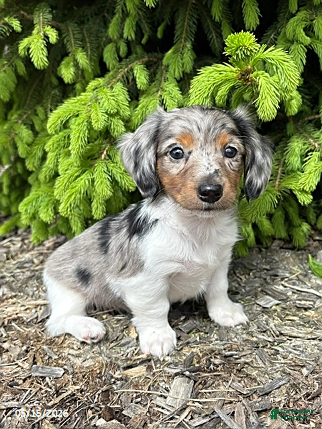 Dachshund dogs for sale: Elsa - Ad 1