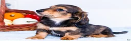 Miniature Dachshund dogs for sale: Nickolas - Ad 6
