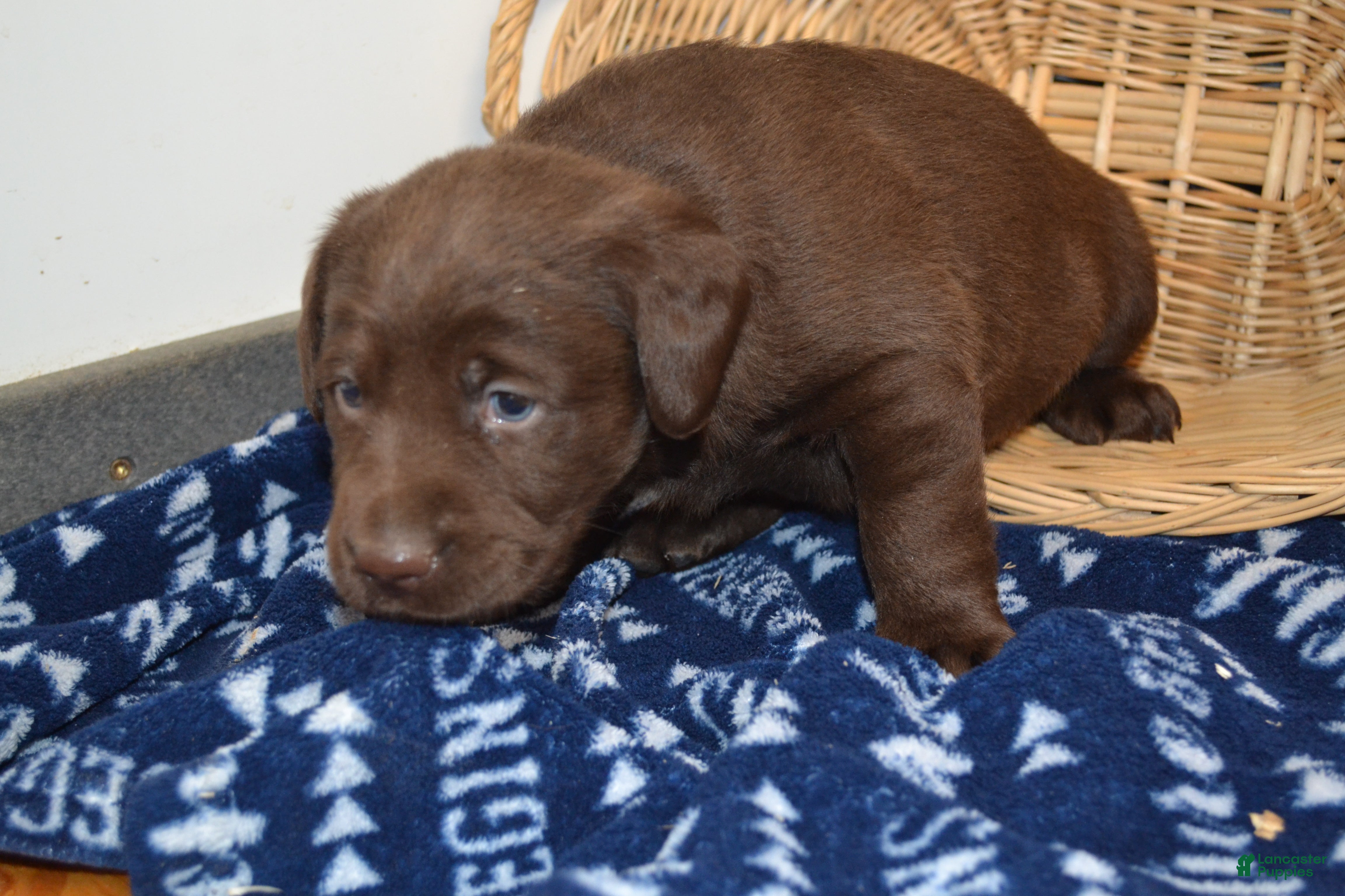 Labrador Retriever dogs Zain - Ad 7