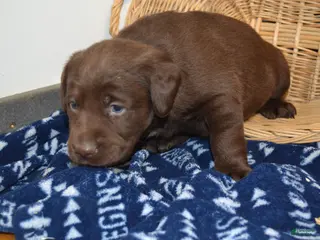 Labrador Retriever dogs Zain - Ad 7