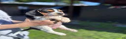 Beagle dogs for sale: Buttercup  - Ad 16