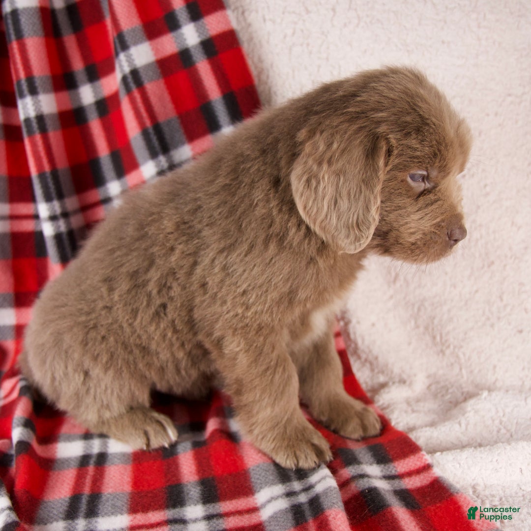 Newfoundland dogs for sale: Fletcher - Ad 4