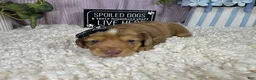 Miniature Dachshund dogs for sale: Miniature Dachshund 4 - Ad 2