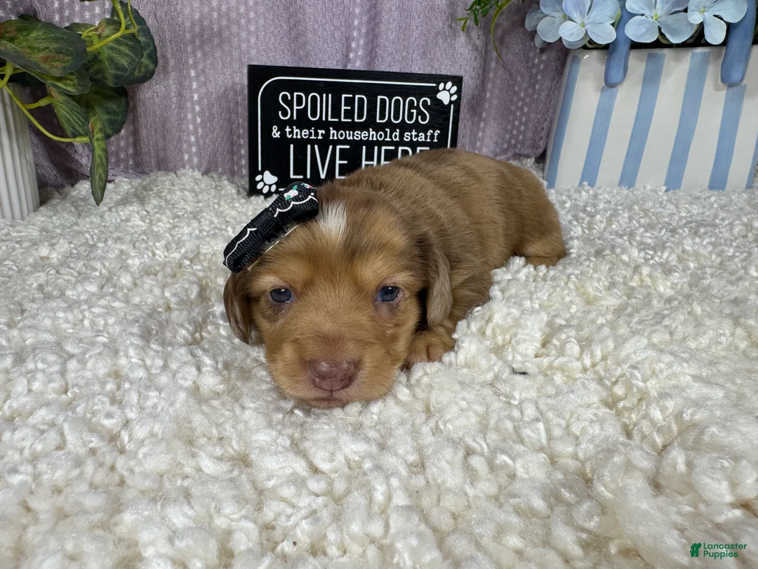 Miniature Dachshund dogs for sale: Miniature Dachshund 4 - Ad 2