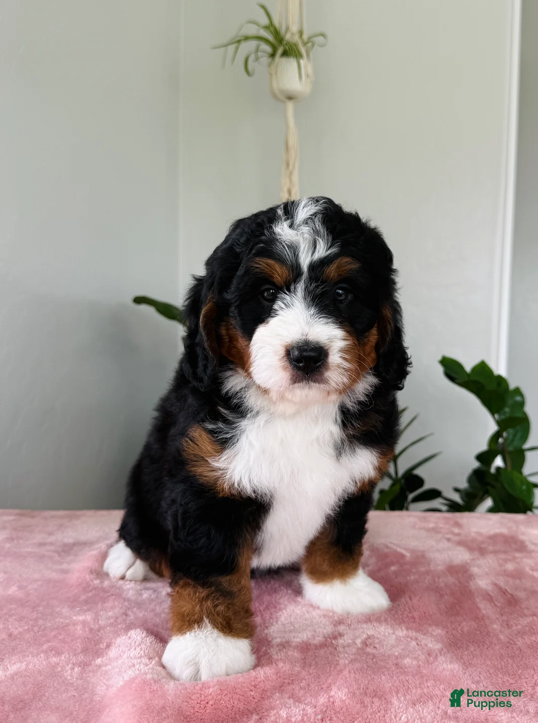 Mini Bernedoodle dogs for sale: Lady - Ad 4