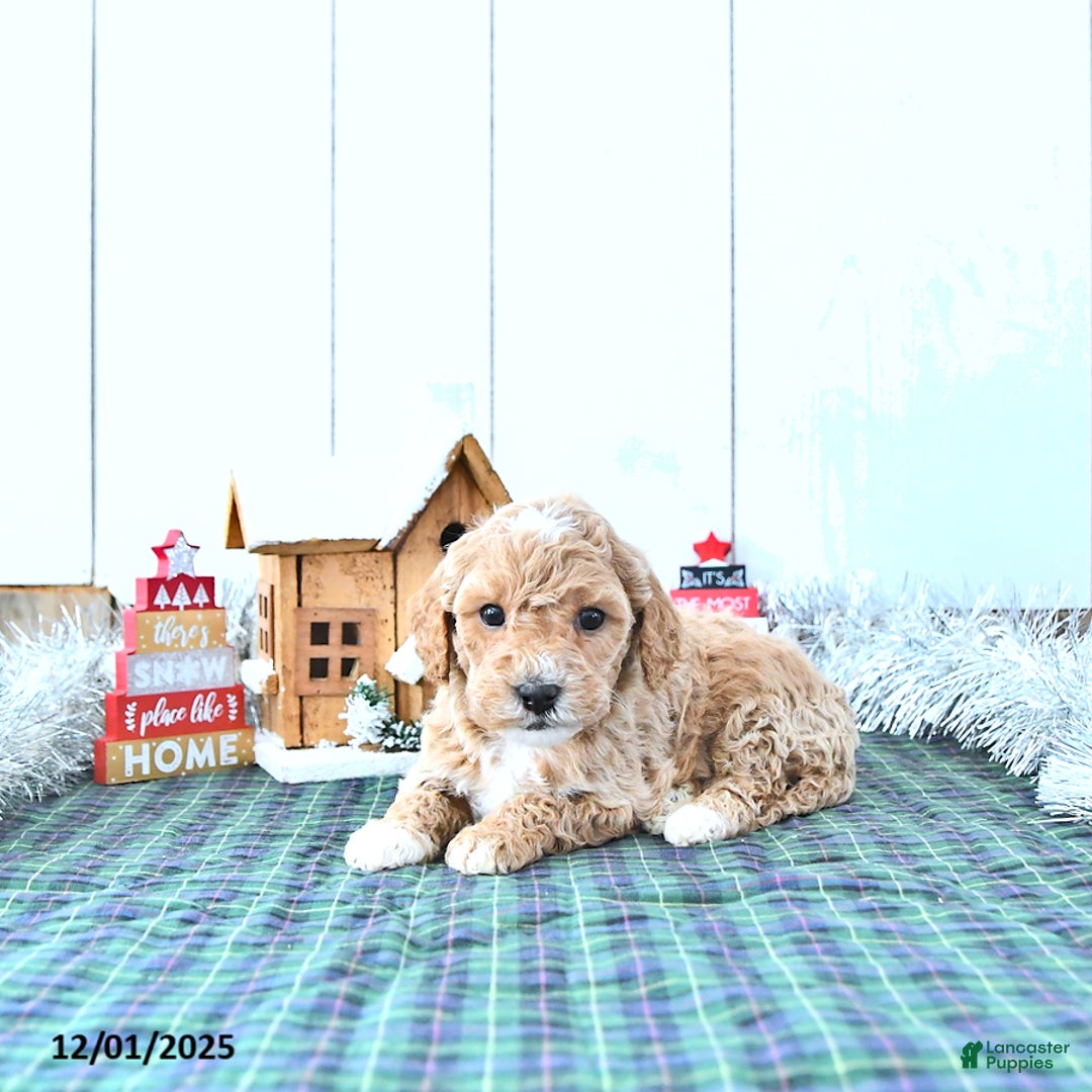 Mini Goldendoodle dogs for sale: Nellie - Ad 4