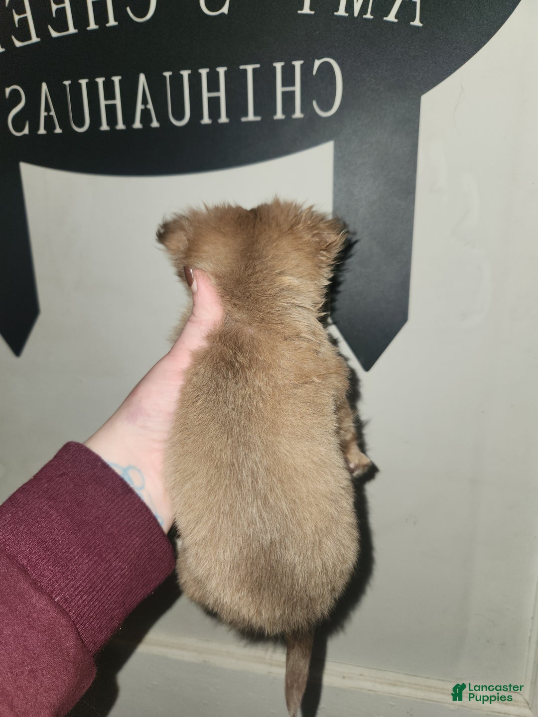 Chihuahua dogs for sale: Cinnamini - Ad 2