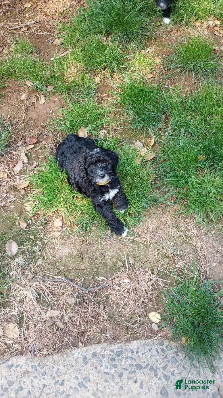 Mini Bernedoodle dogs Adele - Ad 1