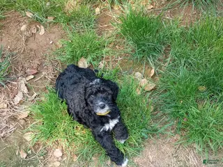 Mini Bernedoodle dogs for sale: Adele - Ad 1