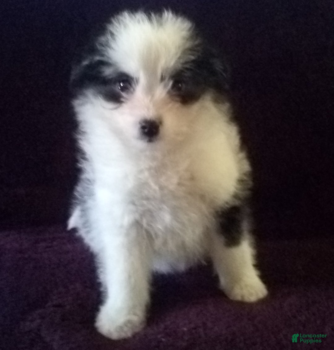 Gallery Image {{count}}