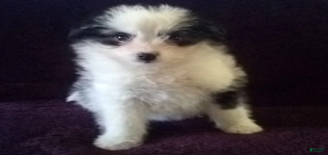 Gallery Image {{count}}