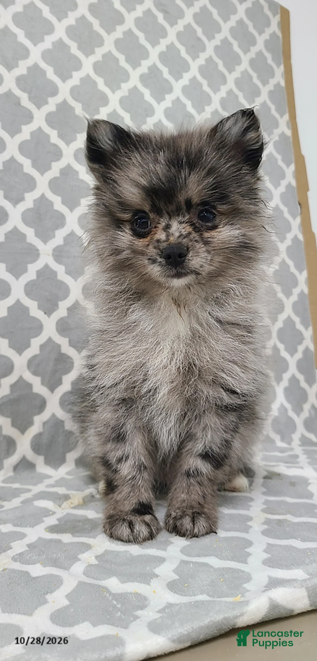 Pomeranian dogs for sale: Aden - Ad 4