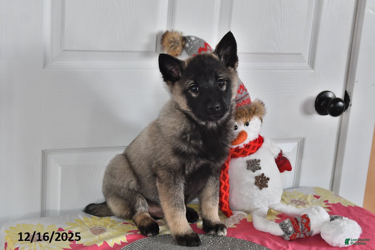 Norwegian Elkhound dogs Sparky - Ad 8