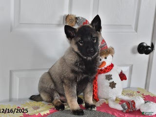 Norwegian Elkhound dogs Sparky - Ad 2