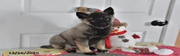 Norwegian Elkhound dogs for sale: Sparky - Ad 1