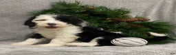 Sheepadoodle dogs for sale: Kinsley - Ad 2