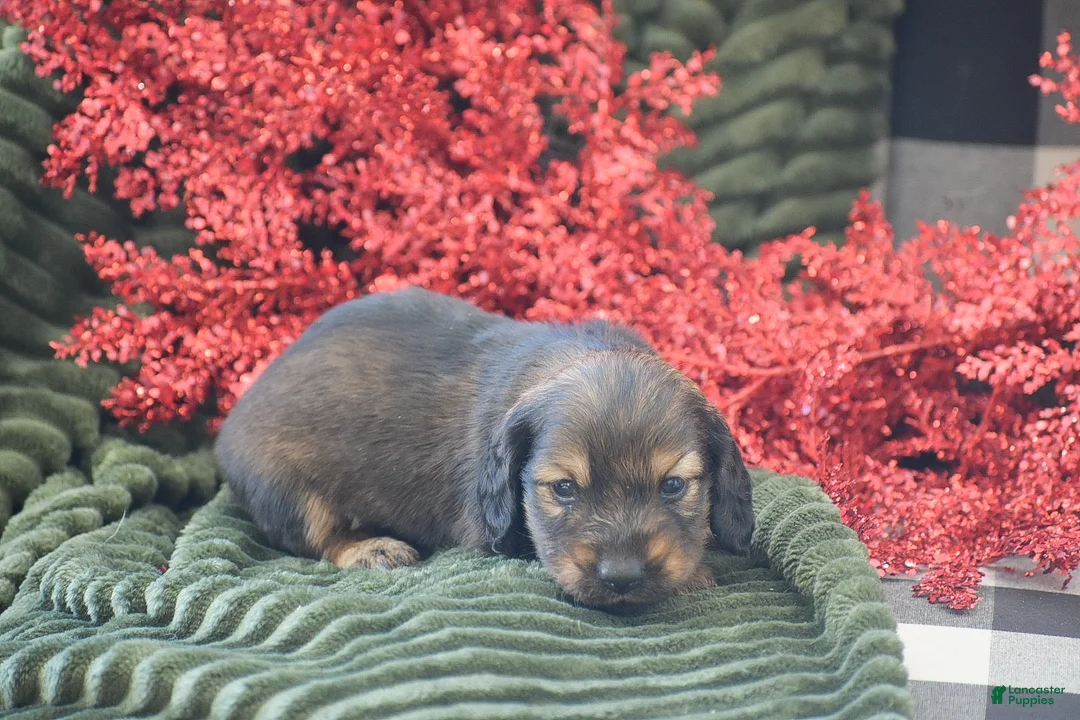 Miniature Dachshund dogs for sale: Anthony - Ad 7