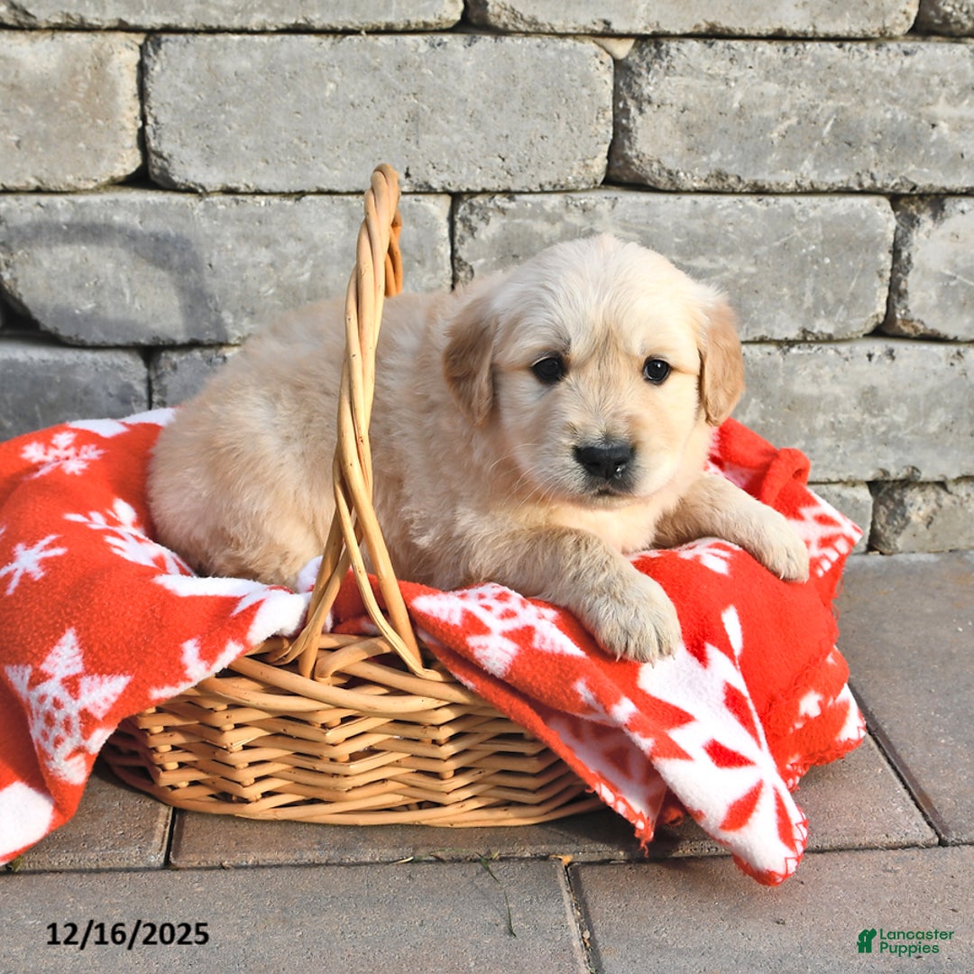 Golden Retriever dogs for sale: Dallas - Ad 1