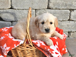 Golden Retriever dogs Dallas - Ad 10