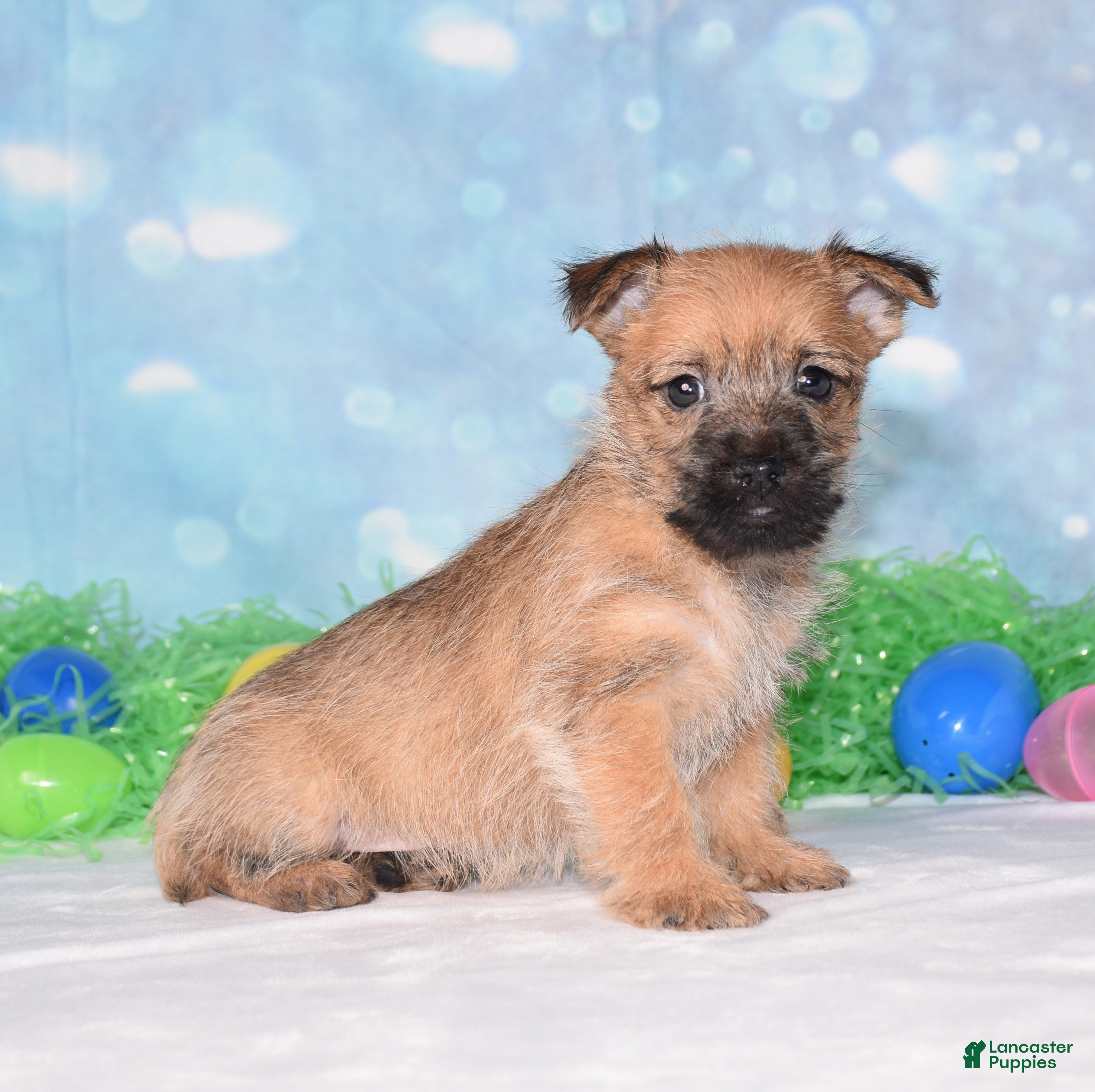 Cairn Terrier dogs Everest - Ad 2