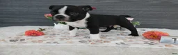 Boston Terrier dogs for sale: Boston Terrier 1 Toby - Ad 1