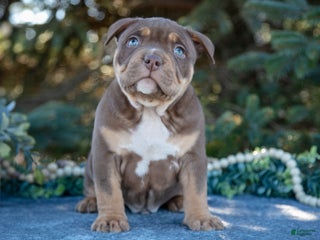 American Bully dogs - Ad 9