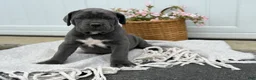 Cane Corso dogs for sale: Bella - Ad 6