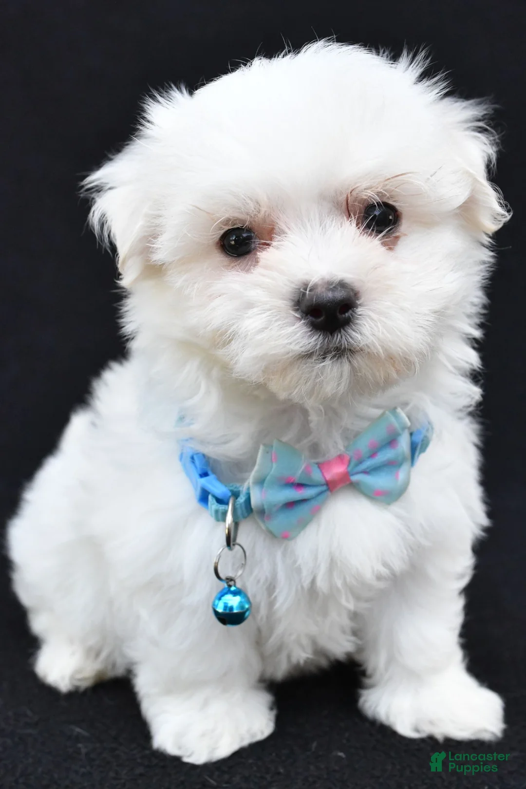 Maltese dogs for sale: Ted - Ad 2
