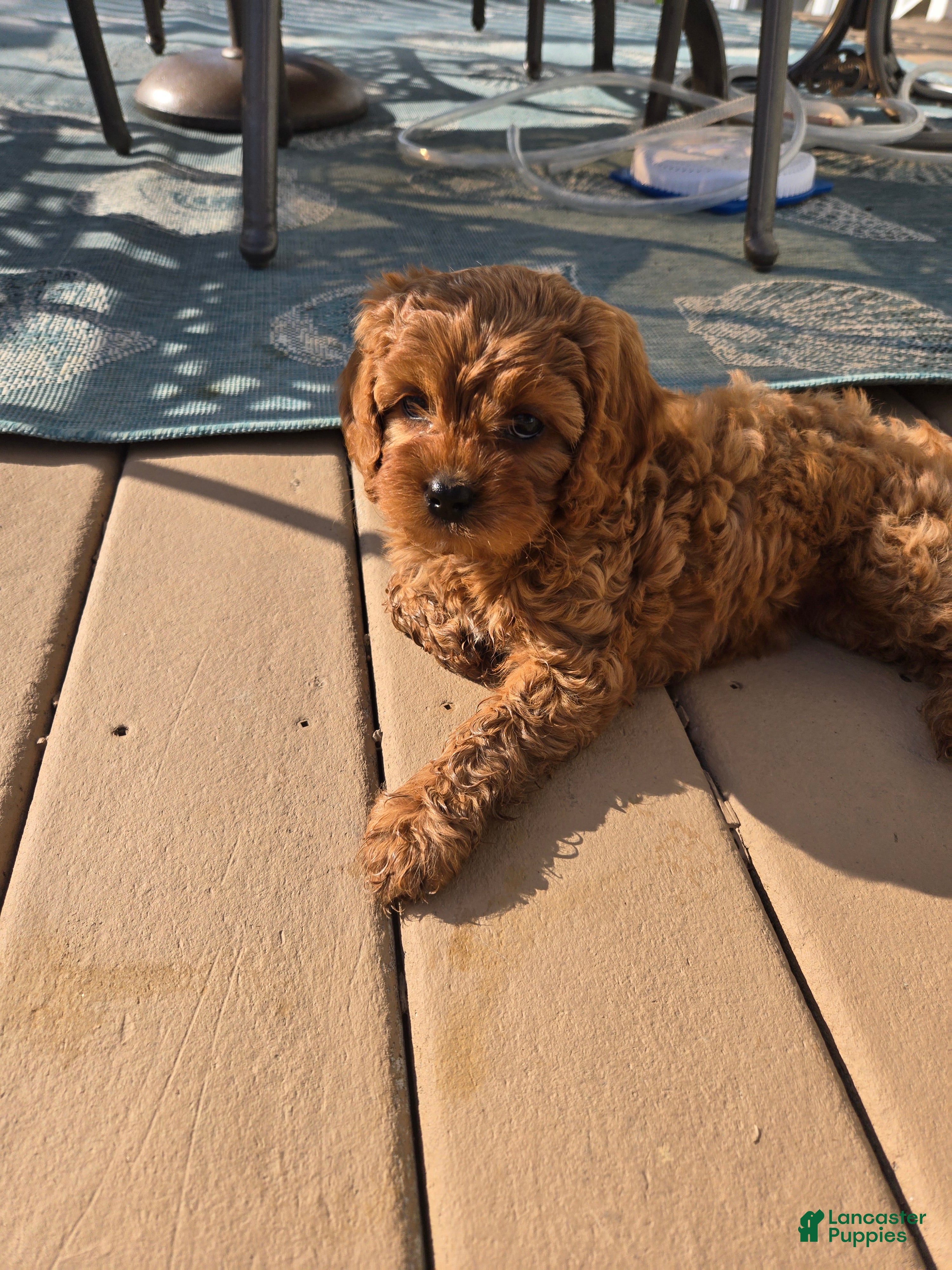 Cavapoo dogs Cavapoo Puppy 1 - Ad 36