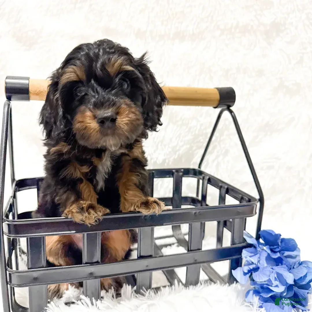 Cavapoo dogs for sale: Spruce - Ad 1