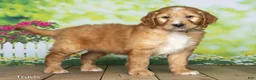 Goldendoodle dogs for sale: Travis - Ad 3