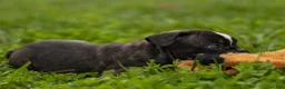 Frenchton dogs for sale: BAILEY - Ad 8